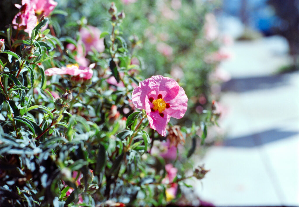 Flowers  on a sidewalk the next morning.