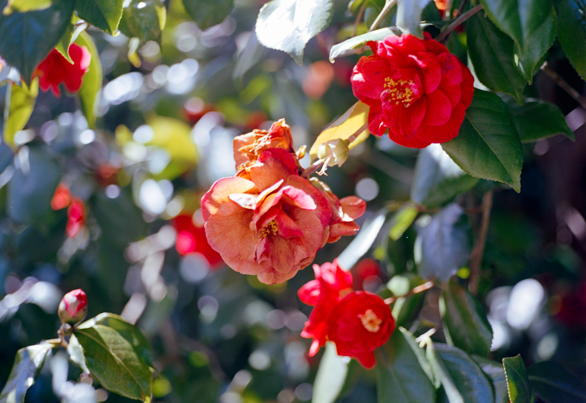 San Francisco Botanical Garden, California 2024